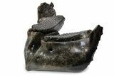 Wide Woolly Mammoth Lower Jaw With M Molars - Poland #357012-3